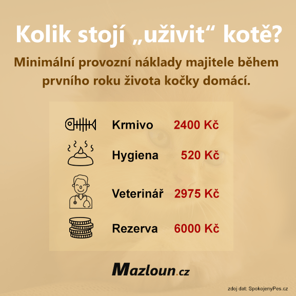 Kolik stojí uživit kotě.