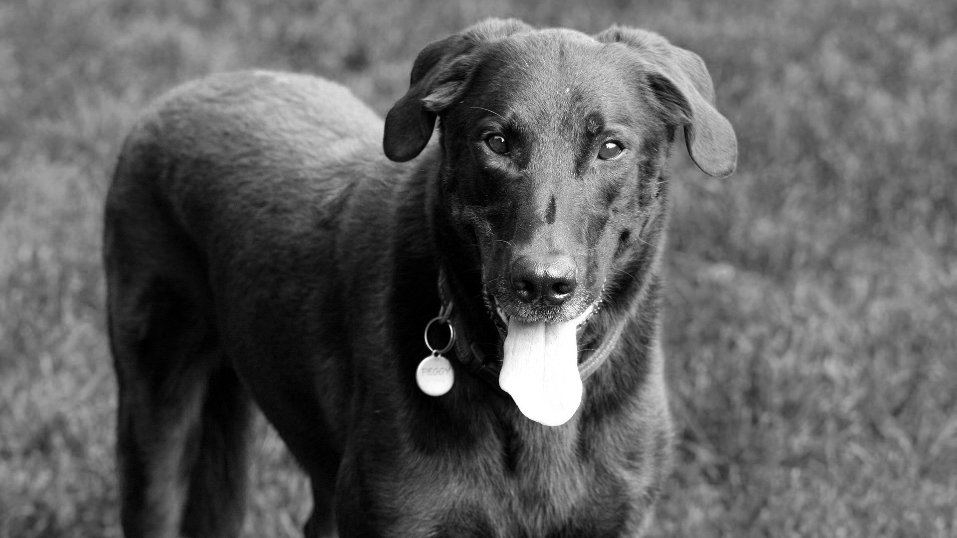 beauceron