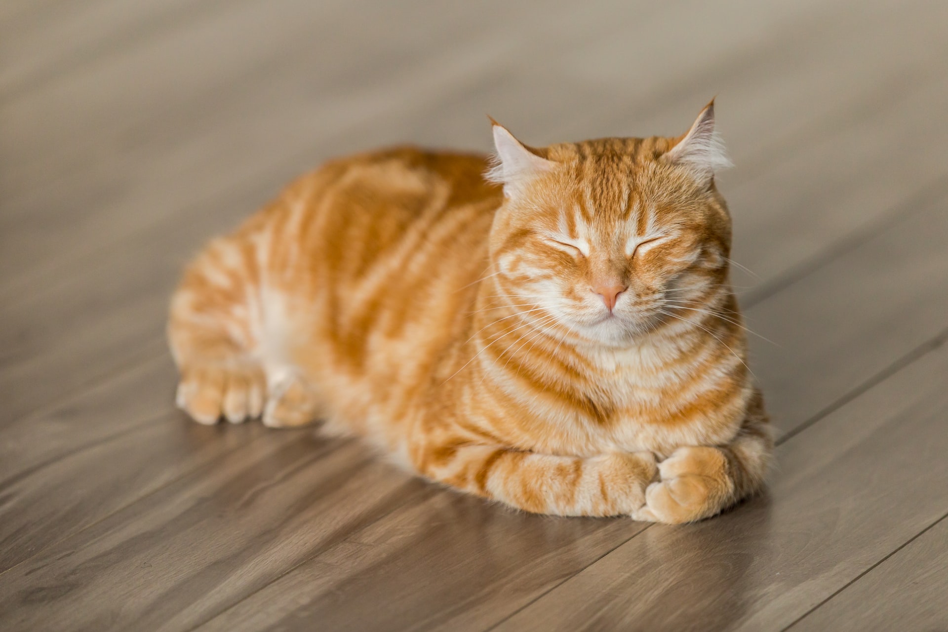 Pojištění domácích zvířat vám může pomoct snížit veterinární výdaje.